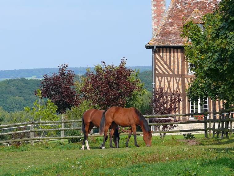 Cheval Â© Loic Durand Calvados Attractivite