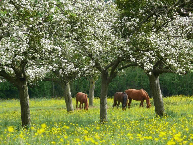 Pommiers en fleurs Â© Loic Durand Calvados Attractivite