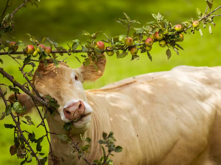 Vaches Â© Vincent Rustuel Â© Calvados Attractivite