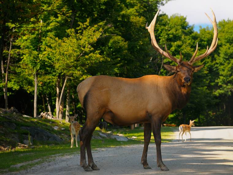 Parc Omega, wapiti Â© AdobeStock