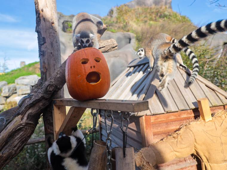 Halloween Pairi Daiza lemuriens et citrouille Â© Pairi Daiza - Benoit Bouchez