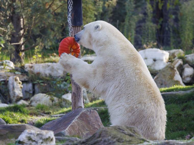 Ours blanc Â© Pairi Daiza - Benoit Bouchez