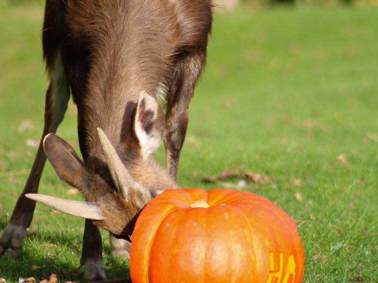 Sitatunga Â© Pairi Daiza - Florent GrivilÃ¨re