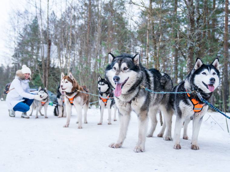 Chiens de traÃ®neaux Â© AdobeStock_197088886